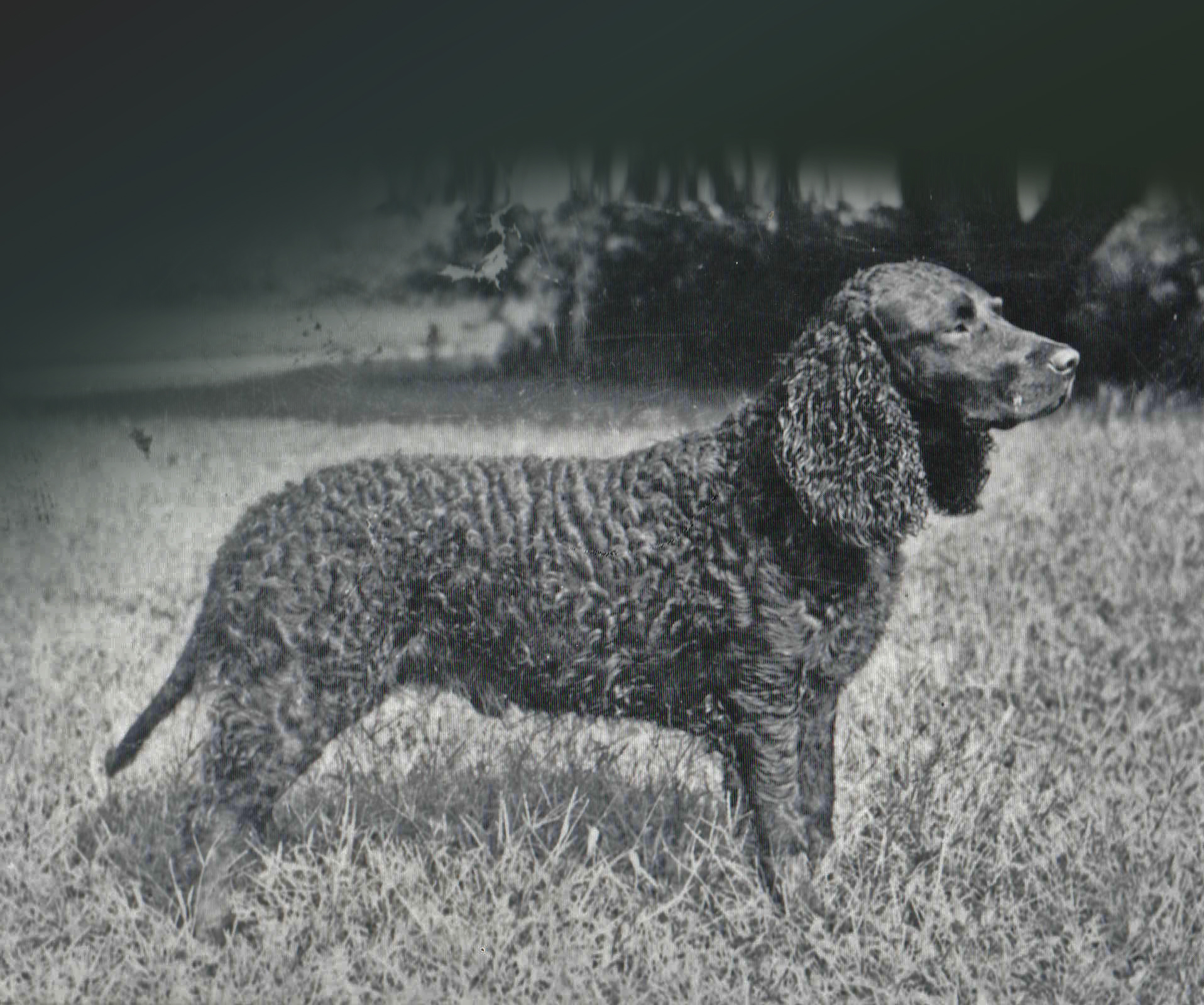 American Water Spaniel The Breed Archive